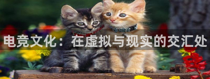 完美电竞联赛：电竞文化：在虚拟与现实的交汇处