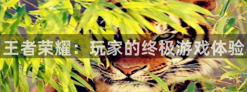 完美电竞世界平台：王者荣耀：玩家的终极游戏体验